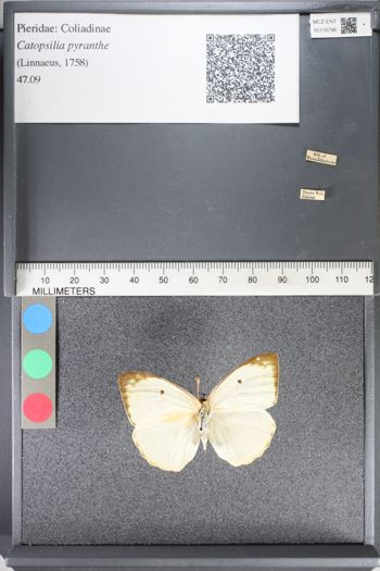 Media type: image;   Entomology 116796